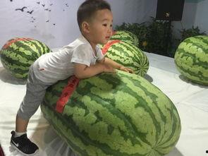 吃瓜群众227事件,揭秘网络暴力背后的真相