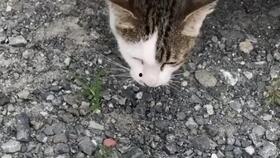 小野猫吃瓜视频,揭秘娱乐圈幕后故事