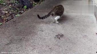 小野猫吃瓜视频,揭秘娱乐圈幕后故事