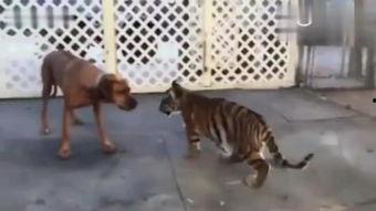 小野猫吃瓜视频,揭秘娱乐圈幕后故事