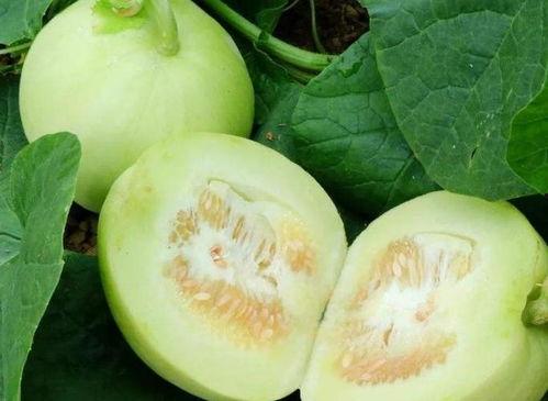 吃瓜的吃瓜热量是多少,吃瓜热量大揭秘，吃瓜族们注意啦！