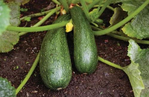 夏天吃瓜秋天吃什么,跟随季节的脚步，探寻秋天的美味佳肴