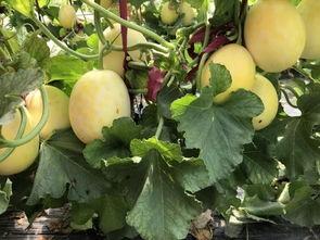 雪球周末吃瓜,揭秘娱乐圈的“吃瓜”盛宴