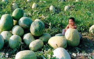 山东邳州吃瓜,品味山东特色美食之旅