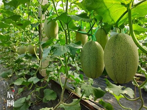 山东邳州吃瓜,品味山东特色美食之旅