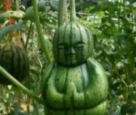 金环市场吃瓜事件,揭秘网络谣言背后的真相