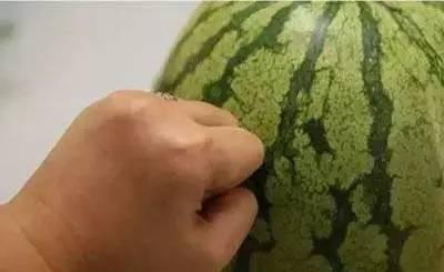 吃公瓜还是母瓜,探寻瓜果的性别之谜