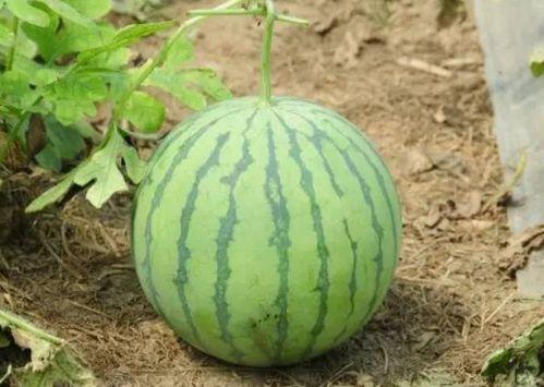 吃公瓜还是母瓜,探寻瓜果的性别之谜