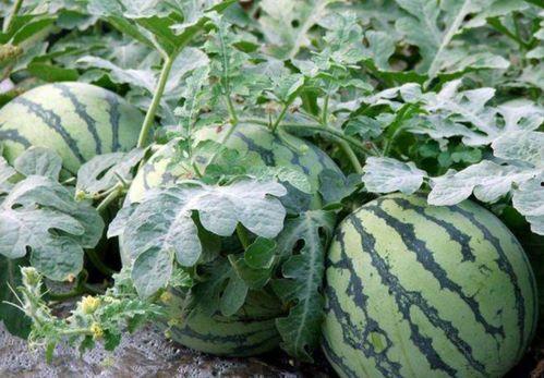 吃公瓜还是母瓜,探寻瓜果的性别之谜