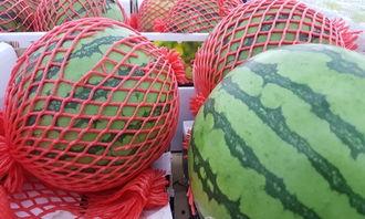 测量吃瓜,揭秘吃瓜背后的科学奥秘