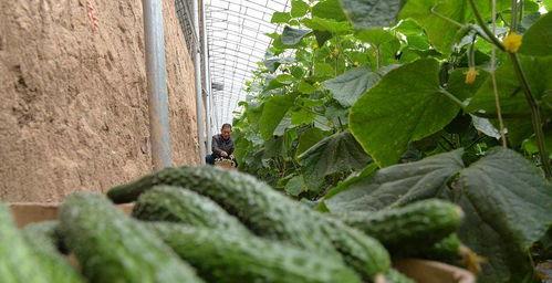 error吃瓜,网络热词背后的故事与影响