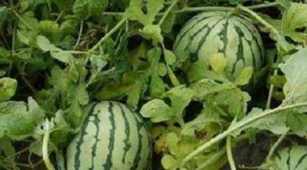 星路吃瓜,揭秘娱乐圈背后的吃瓜真相