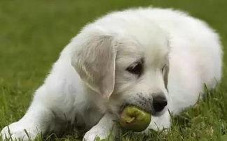 狗可以吃茭瓜吗,茭瓜在狗狗饮食中的适宜性解析