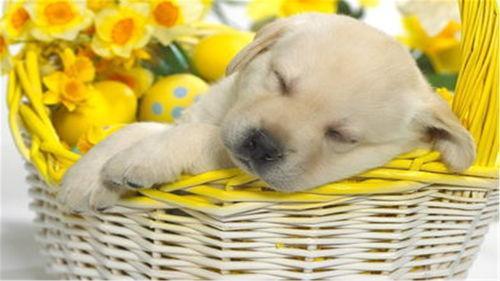 狗可以吃茭瓜吗,茭瓜在狗狗饮食中的适宜性解析