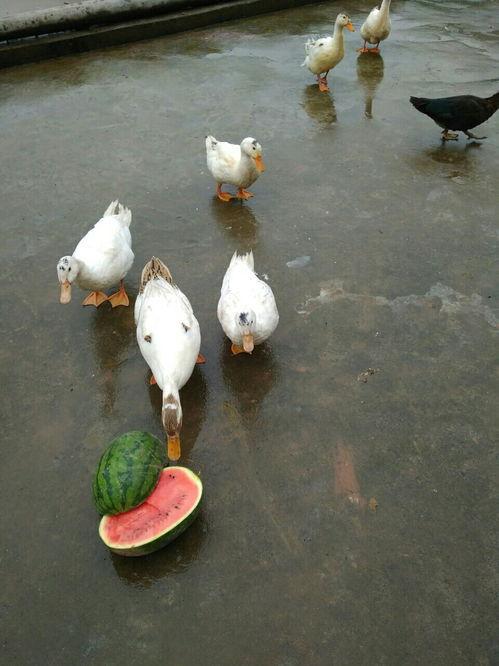 土法给鸭子吃瓜,瓜果飘香，鸭儿欢畅