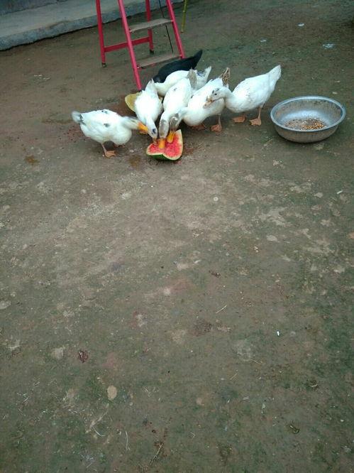 土法给鸭子吃瓜,瓜果飘香，鸭儿欢畅